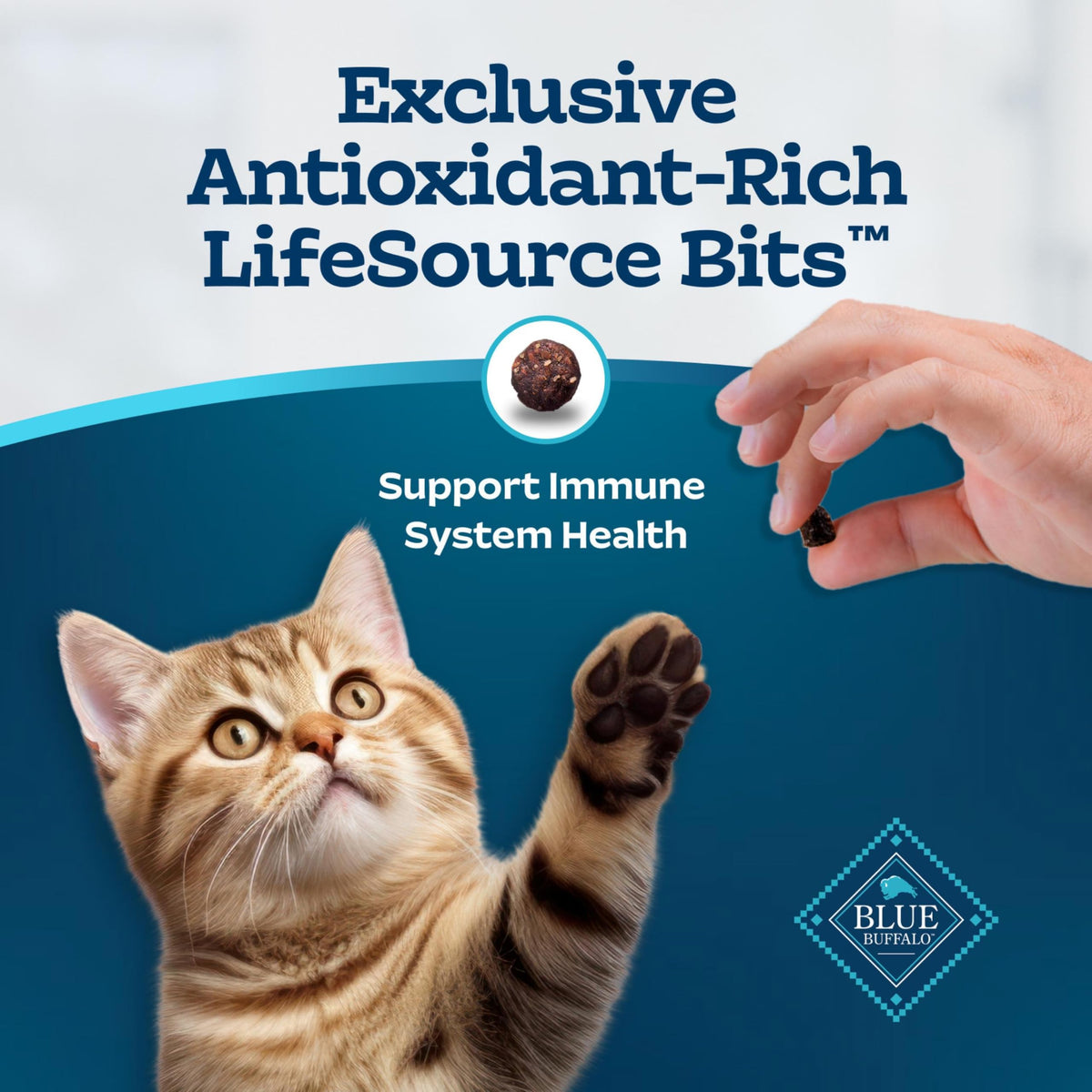 Chicken & Brown Rice Senior Dry Cat Food, 3 lb A901
