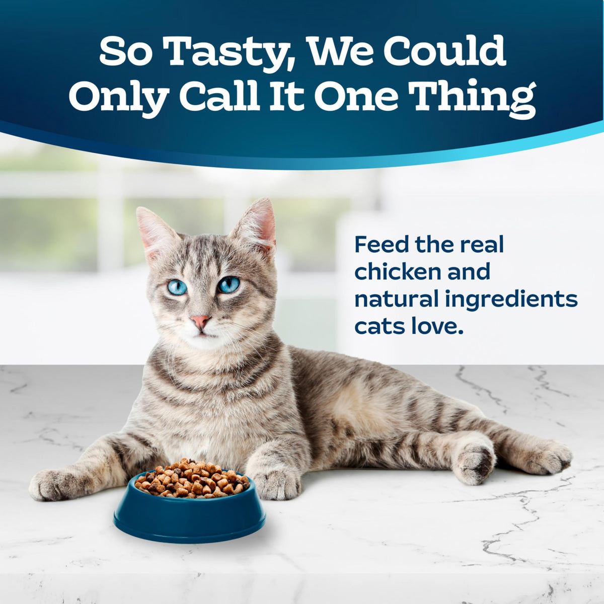 Chicken & Brown Rice Senior Dry Cat Food, 3 lb A901
